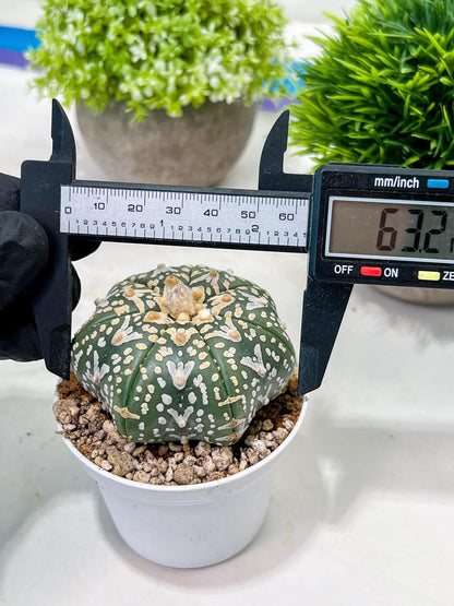 Custom Order- We’ll send you the exact live plant pictured (T3) (G2) | NEVADA Plant Seller | 3" Pot