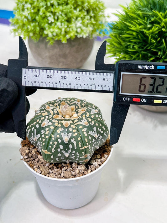 Custom Order- We’ll send you the exact live plant pictured (T3) (G2) | NEVADA Plant Seller | 3" Pot