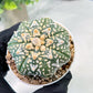 Custom Order- We’ll send you the exact live plant pictured (T3) (G2) | NEVADA Plant Seller | 3" Pot