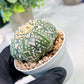 Custom Order- We’ll send you the exact live plant pictured (T3) (G2) | NEVADA Plant Seller | 3" Pot