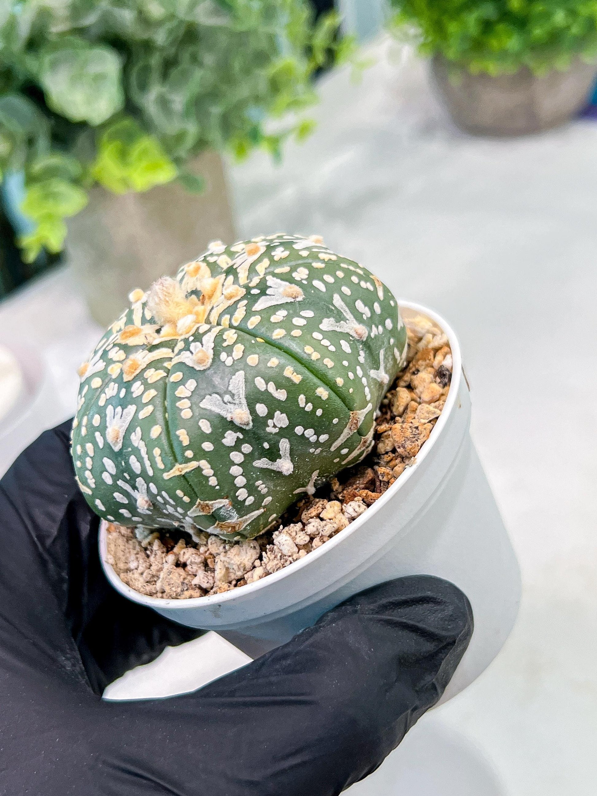 Custom Order- We’ll send you the exact live plant pictured (T3) (G2) | NEVADA Plant Seller | 3" Pot