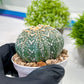 Custom Order- We’ll send you the exact live plant pictured (T3) (G3) | Las Vegas Plant Seller | 3" Pot