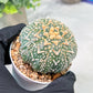 Custom Order- We’ll send you the exact live plant pictured (T3) (G3) | Las Vegas Plant Seller | 3" Pot