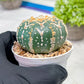 Custom Order- We’ll send you the exact live plant pictured (T3) (G5) | USA Plant SHOP | 3" Pot