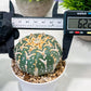 Custom Order- We’ll send you the exact live plant pictured (T3) (G5) | USA Plant SHOP | 3" Pot