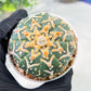 Custom Order- We’ll send you the exact live plant pictured (T3) (G5) | USA Plant SHOP | 3" Pot