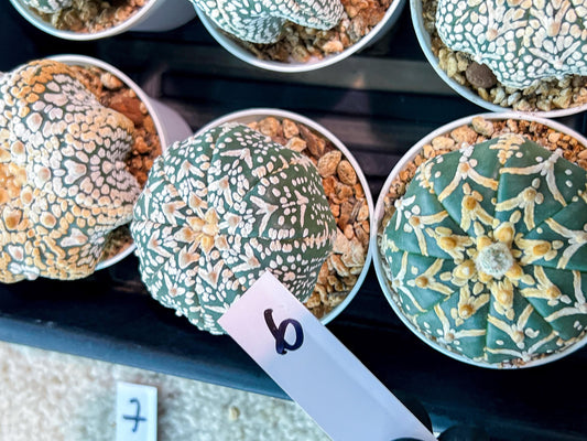 Custom Order- We’ll send you the exact live plant pictured (T3) (G6) | Ship from USA | 3" Pot