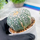 Custom Order- We’ll send you the exact live plant pictured (T3) (G6) | Ship from USA | 3" Pot