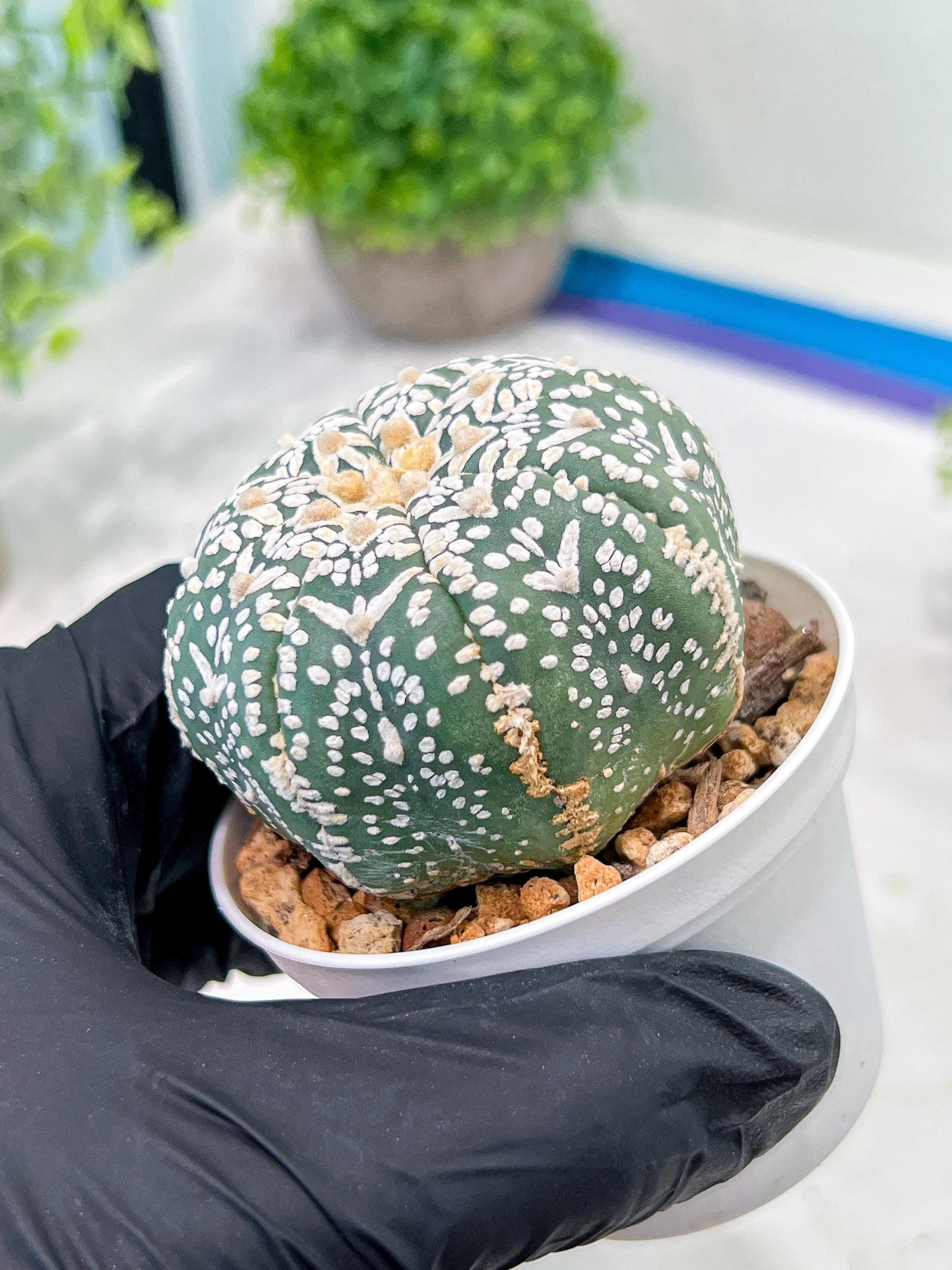 Custom Order- We’ll send you the exact live plant pictured (T3) (G6) | Ship from USA | 3" Pot