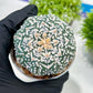 Custom Order- We’ll send you the exact live plant pictured (T3) (G6) | Ship from USA | 3" Pot