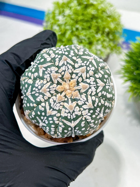 Custom Order- We’ll send you the exact live plant pictured (T3) (G6) | Ship from USA | 3" Pot