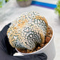Custom Order- We’ll send you the exact live plant pictured (T3) (G7) | Las Vegas Seller | 3" Pot