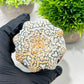 Custom Order- We’ll send you the exact live plant pictured (T3) (G7) | Las Vegas Seller | 3" Pot