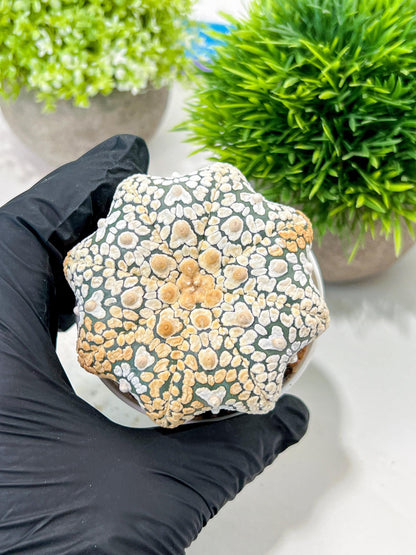 Custom Order- We’ll send you the exact live plant pictured (T3) (G7) | Las Vegas Seller | 3" Pot