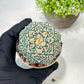 Custom Order- We’ll send you the exact live plant pictured (T3) (R1) | NEVADA Plant Seller | 3" Pot
