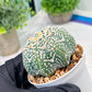 Custom Order- We’ll send you the exact live plant pictured (T3) (R1) | NEVADA Plant Seller | 3" Pot