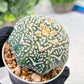 Custom Order- We’ll send you the exact live plant pictured (T3) (R1) | NEVADA Plant Seller | 3" Pot