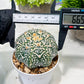 Custom Order- We’ll send you the exact live plant pictured (T3) (R1) | NEVADA Plant Seller | 3" Pot