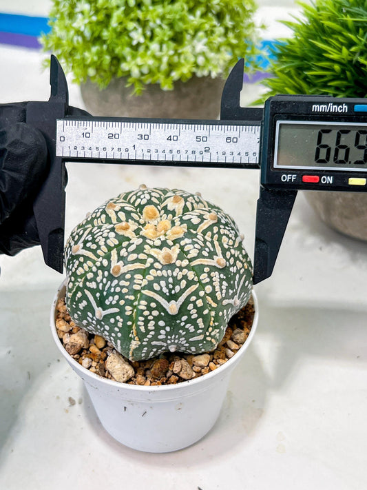 Custom Order- We’ll send you the exact live plant pictured (T3) (R1) | NEVADA Plant Seller | 3" Pot