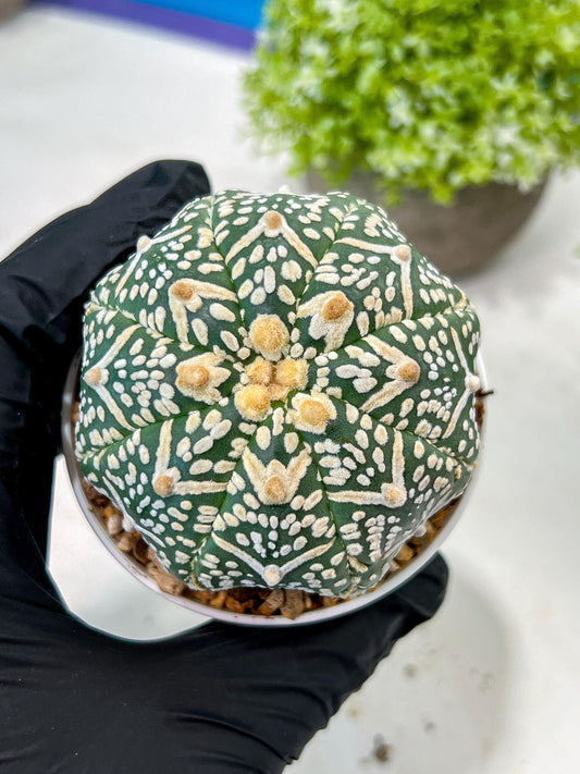 Custom Order- We’ll send you the exact live plant pictured (T3) (R1) | NEVADA Plant Seller | 3" Pot