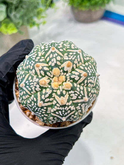 Custom Order- We’ll send you the exact live plant pictured (T3) (R1) | NEVADA Plant Seller | 3" Pot