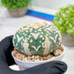 Custom Order- We’ll send you the exact live plant pictured (T3) (R2) | NEVADA Plant Seller | 3" Pot