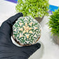 Custom Order- We’ll send you the exact live plant pictured (T3) (R2) | NEVADA Plant Seller | 3" Pot