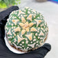 Custom Order- We’ll send you the exact live plant pictured (T3) (R2) | NEVADA Plant Seller | 3" Pot
