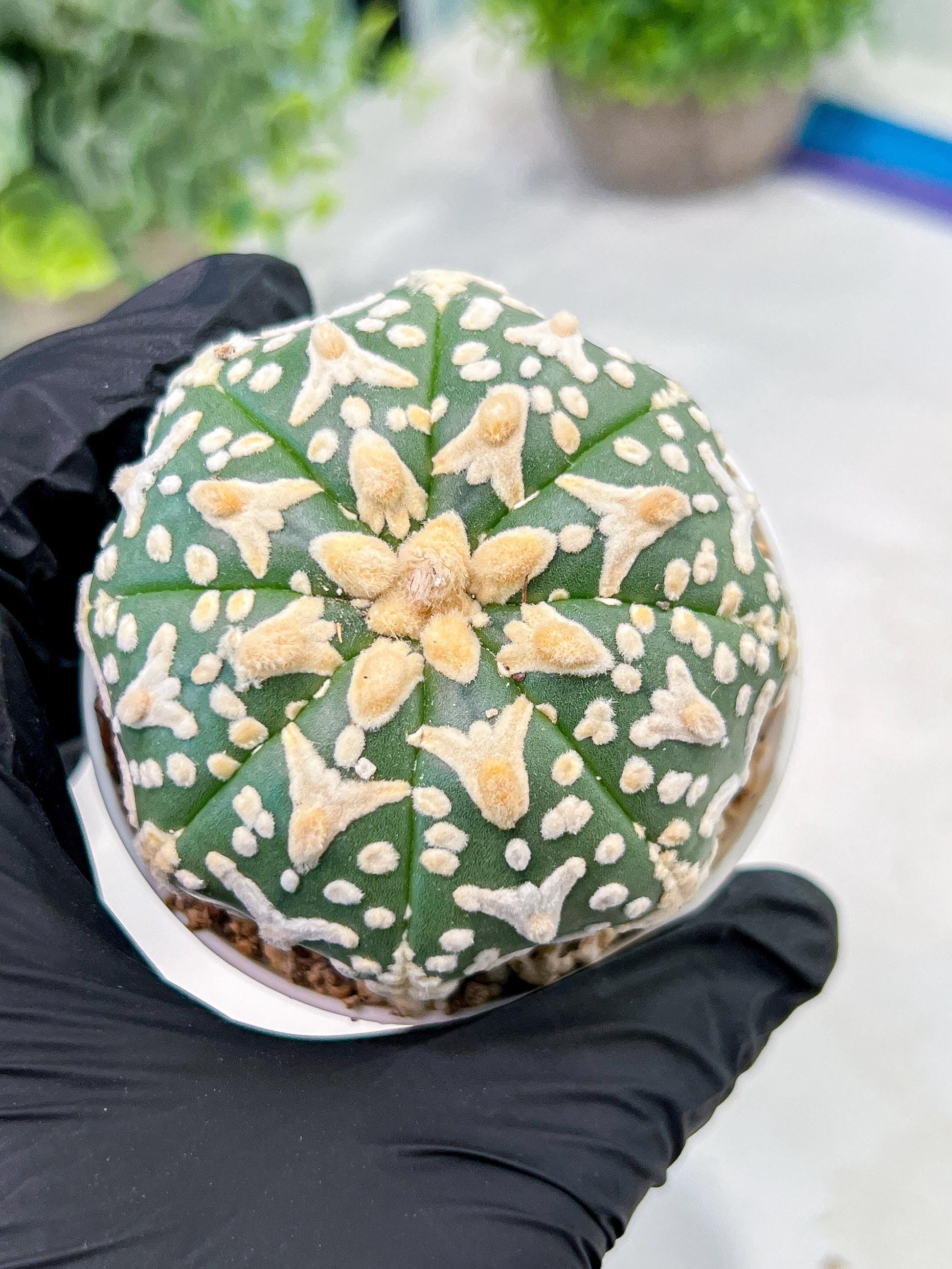 Custom Order- We’ll send you the exact live plant pictured (T3) (R2) | NEVADA Plant Seller | 3" Pot