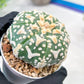 Custom Order- We’ll send you the exact live plant pictured (T3) (R2) | NEVADA Plant Seller | 3" Pot