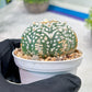 Custom Order- We’ll send you the exact live plant pictured (T3) (R3) | Las Vegas Plant Seller | 3" Pot