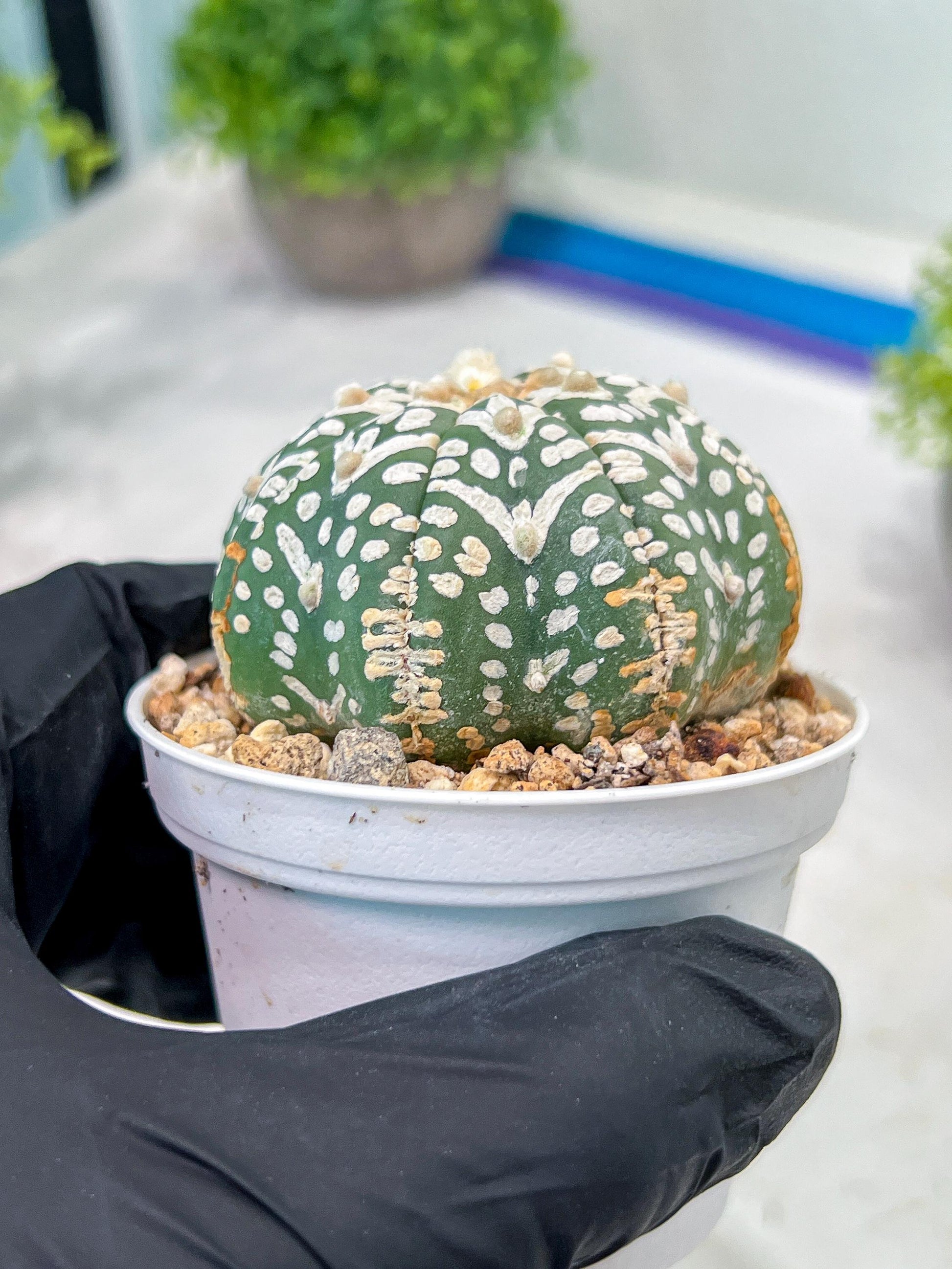 Custom Order- We’ll send you the exact live plant pictured (T3) (R3) | Las Vegas Plant Seller | 3" Pot