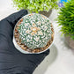 Custom Order- We’ll send you the exact live plant pictured (T3) (R3) | Las Vegas Plant Seller | 3" Pot