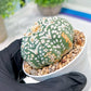 Custom Order- We’ll send you the exact live plant pictured (T3) (R3) | Las Vegas Plant Seller | 3" Pot