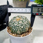 Custom Order- We’ll send you the exact live plant pictured (T3) (R3) | Las Vegas Plant Seller | 3" Pot