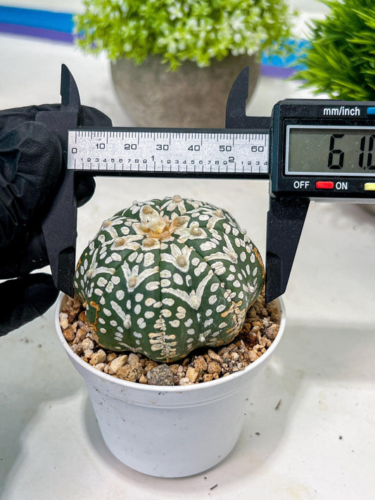 Custom Order- We’ll send you the exact live plant pictured (T3) (R3) | Las Vegas Plant Seller | 3" Pot