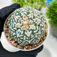 Custom Order- We’ll send you the exact live plant pictured (T3) (R3) | Las Vegas Plant Seller | 3" Pot