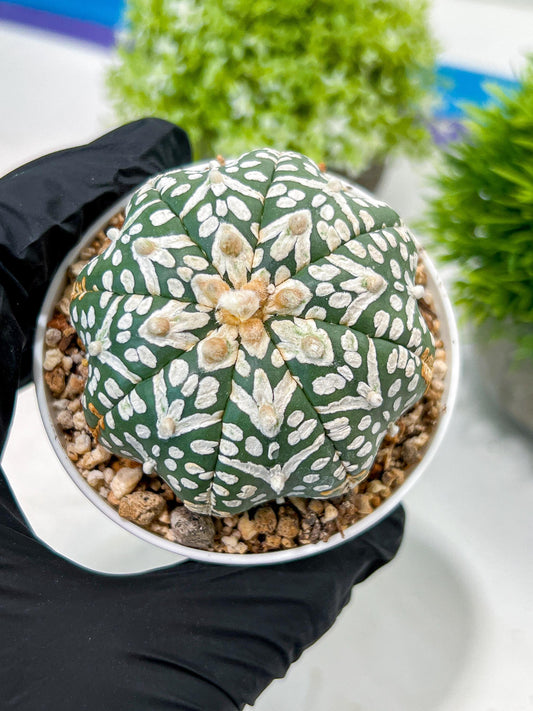 Custom Order- We’ll send you the exact live plant pictured (T3) (R3) | Las Vegas Plant Seller | 3" Pot