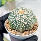 Custom Order- We’ll send you the exact live plant pictured (T3) (R3) | Las Vegas Plant Seller | 3" Pot