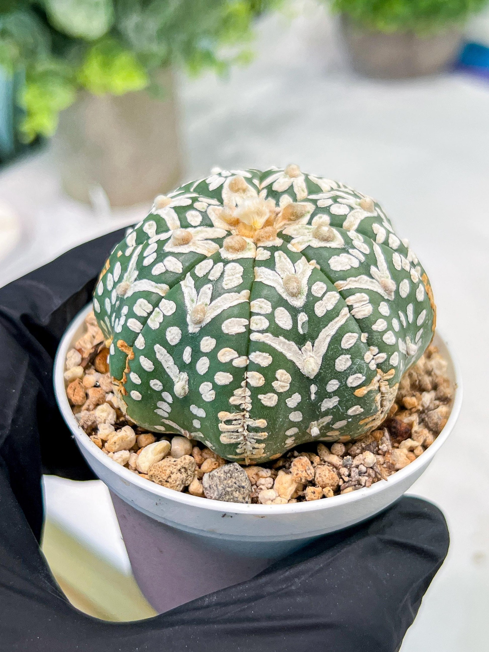 Custom Order- We’ll send you the exact live plant pictured (T3) (R3) | Las Vegas Plant Seller | 3" Pot