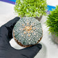 Custom Order- We’ll send you the exact live plant pictured (T3) (R4) | Vegas Seller | 3" Pot
