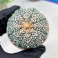Custom Order- We’ll send you the exact live plant pictured (T3) (R4) | Vegas Seller | 3" Pot