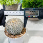 Custom Order- We’ll send you the exact live plant pictured (T3) (R5) | USA Plant SHOP | 3" Pot
