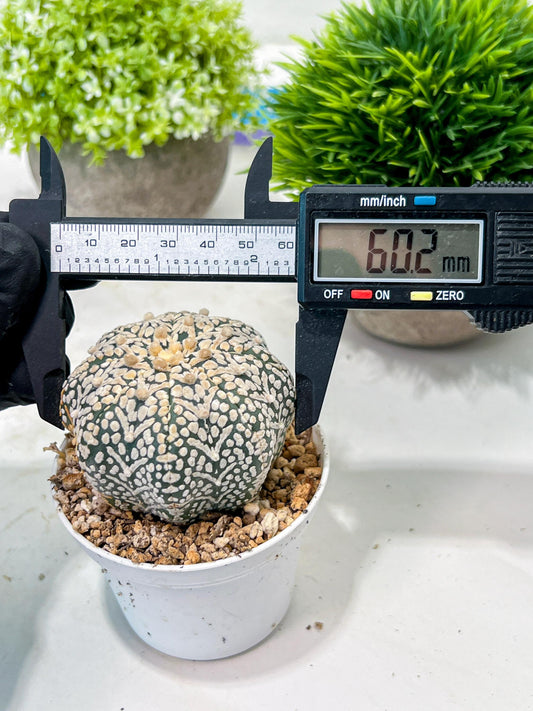 Custom Order- We’ll send you the exact live plant pictured (T3) (R5) | USA Plant SHOP | 3" Pot