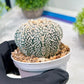 Custom Order- We’ll send you the exact live plant pictured (T3) (R5) | USA Plant SHOP | 3" Pot