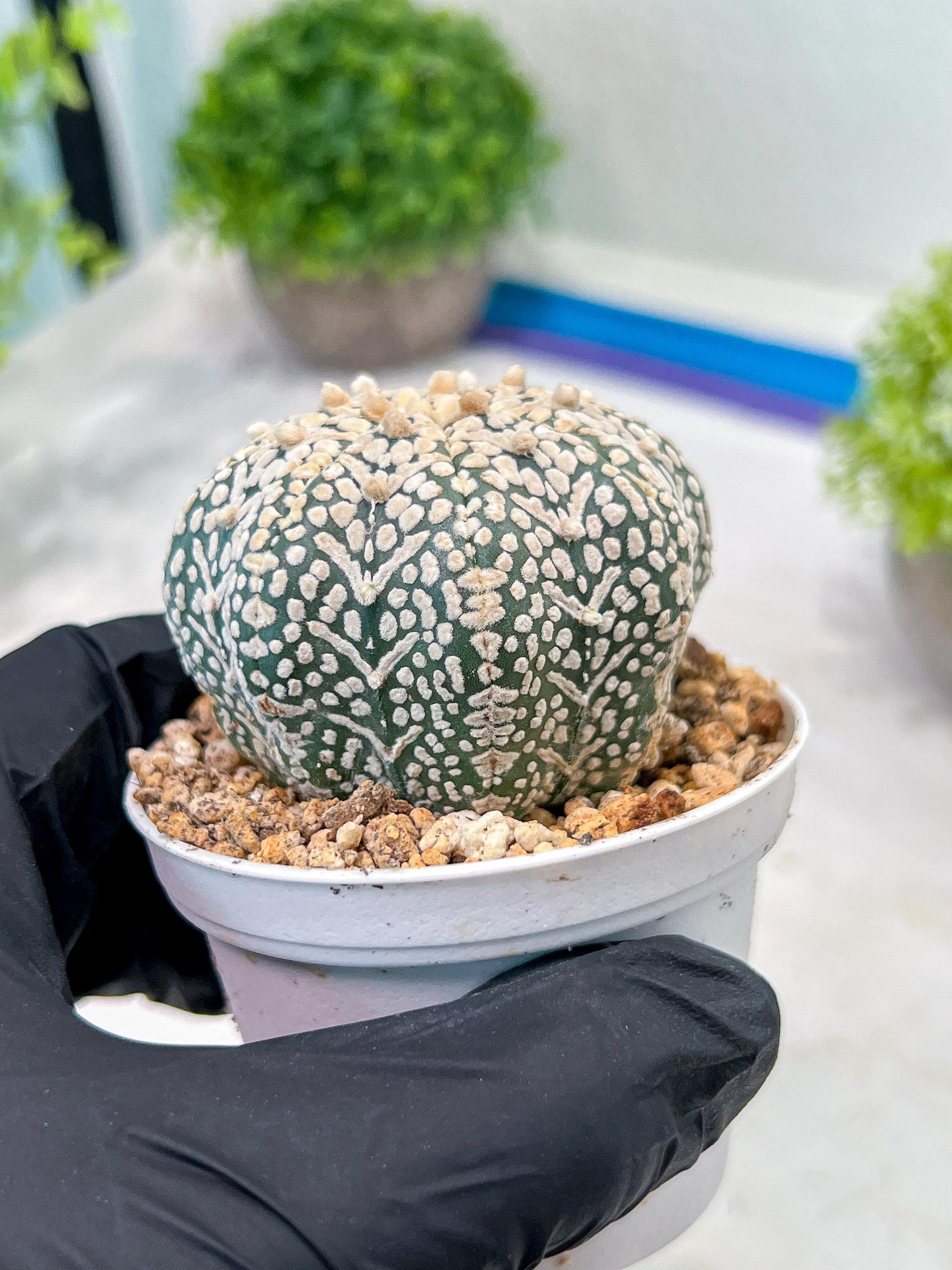 Custom Order- We’ll send you the exact live plant pictured (T3) (R5) | USA Plant SHOP | 3" Pot