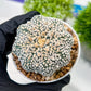 Custom Order- We’ll send you the exact live plant pictured (T3) (R5) | USA Plant SHOP | 3" Pot
