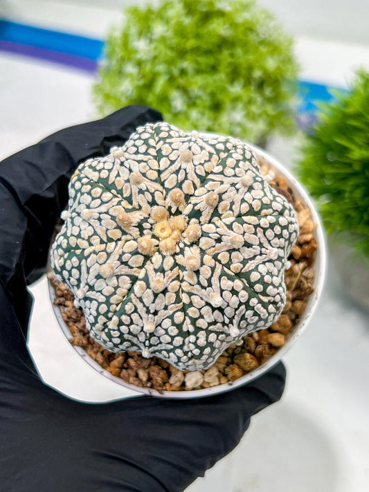 Custom Order- We’ll send you the exact live plant pictured (T3) (R5) | USA Plant SHOP | 3" Pot