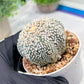 Custom Order- We’ll send you the exact live plant pictured (T3) (R5) | USA Plant SHOP | 3" Pot