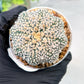 Custom Order- We’ll send you the exact live plant pictured (T3) (R5) | USA Plant SHOP | 3" Pot